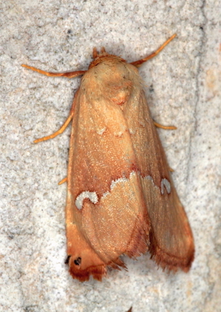 Noctuidae III - Haemerosia renalis